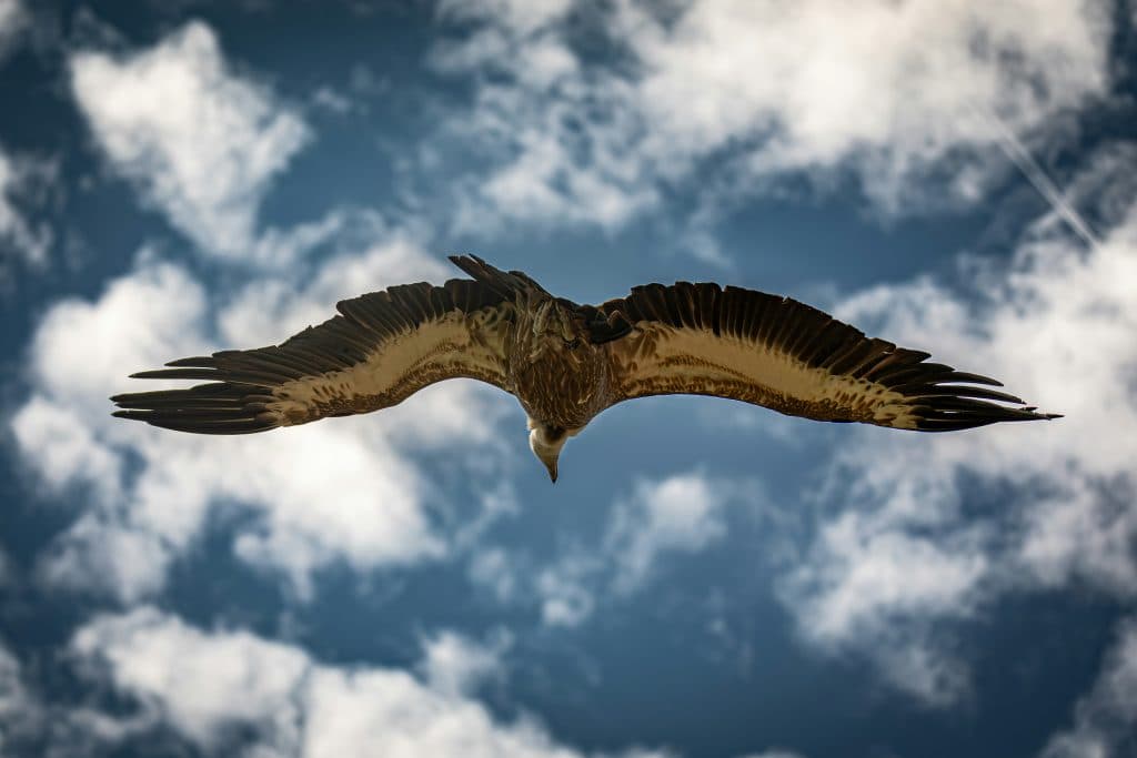 Cover Image for Fly into Falconry